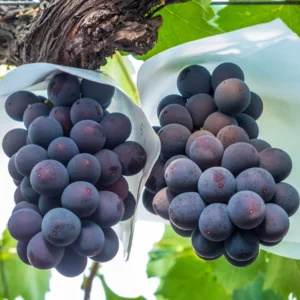 Grape Vine 8-16 Inch Tall, Large Sweet Grape Plant Live, Grape Fruit Seedling