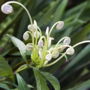 Clerodendrum Bleeding Heart Vine Live Plant - White Red Flowers - 4 Inch Pot for Garden or Home