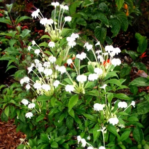 Clerodendrum Bleeding Heart Vine Live Plant - White Red Flowers - 4 Inch Pot for Garden or Home