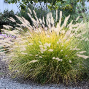 Hameln Dwarf Fountain Grass Live Plant - Ornamental Fountain Grass in 4-Inch Pot for Outdoor Landscaping