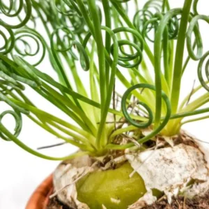 Rare Frizzle Sizzle Live Plant - Albuca Spiralis Succulent House Plant with 2 Bulbs