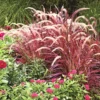 Red Fountain Grass Live Plant - Ornamental Red Grass Clump in 4-Inch Pot for Landscaping