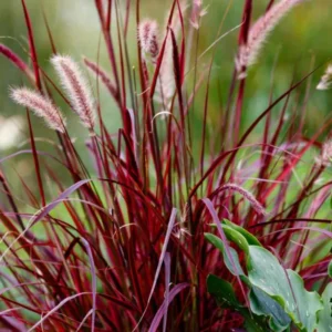 Red Fountain Grass Live Plant - Ornamental Red Grass Clump in 4-Inch Pot for Landscaping