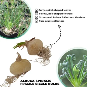 Albuca Spiralis Frizzle Sizzle Succulent Plant - Live Rare 2 Bulb Houseplant for Home Garden