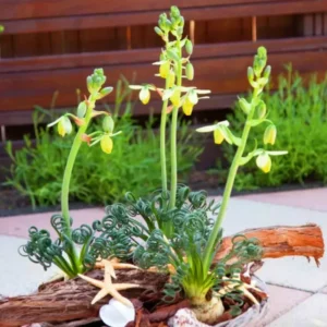 Albuca Spiralis Frizzle Sizzle Succulent Plant - Live Rare 2 Bulb Houseplant for Home Garden