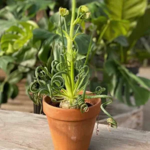 Albuca Spiralis Frizzle Sizzle Succulent Plant - Live Rare 2 Bulb Houseplant for Home Garden