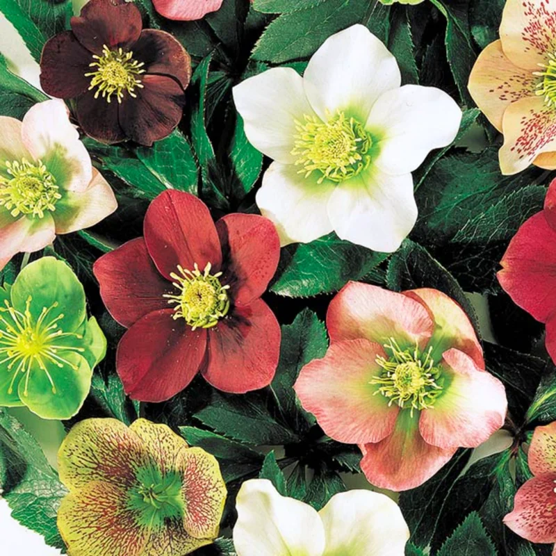 Heritage Hellebore Live Plant - Royal Hellebores with Lenten Rose in 2.5 Inch Pot