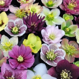 Royal Heritage Hellebore Plant Live - Lenten Rose Helleborus in 2.5 Inch Pot for Garden