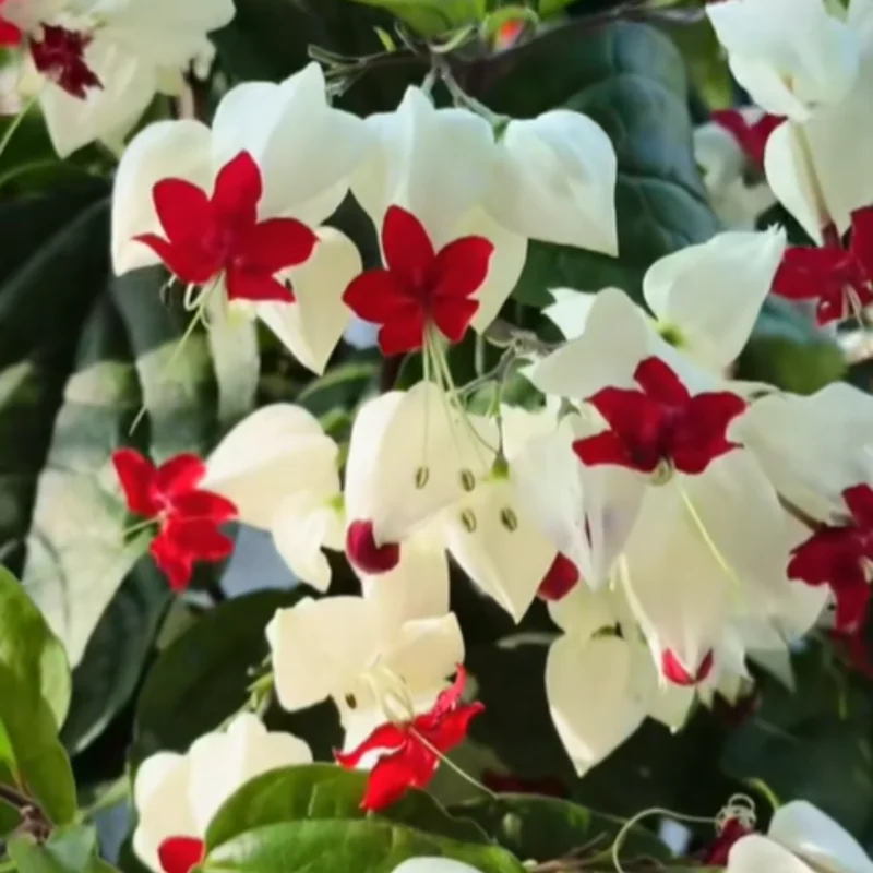 Clerodendrum Bleeding Heart Vine Live Plant - White Red Flowers in 4-Inch Pot for Home and Garden