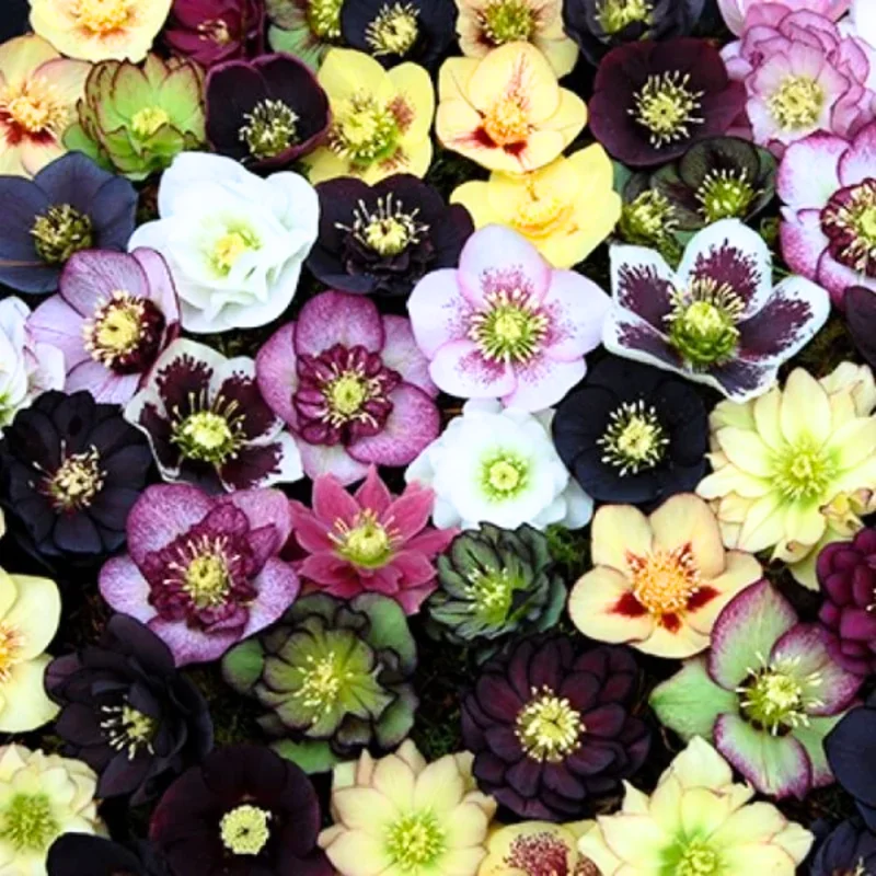 Hellebore Live Plant - Royal Heritage Helleborus Lenten Rose Flower in 2.5 Inch Container