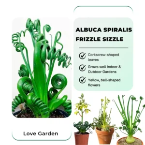 Frizzle Sizzle Albuca Spiralis Live Plant - Rare Succulent in 2.5 Inch Pot for Home Garden