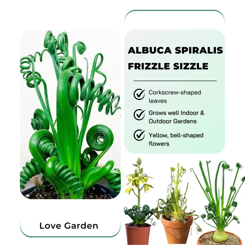 Rare Albuca Spiralis Frizzle Sizzle Succulent Live Plant - 2.5" Pot for Indoor Houseplant Collection