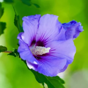 Rose of Sharon Live Plant for Planting - Hibiscus Syriacus Bush in 4-Inch Pot for Outdoor Landscaping