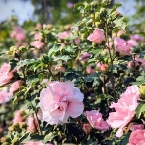 Rose of Sharon Live Plant - Althea Hibiscus in 4-Inch Pot for Colorful Garden Flowers