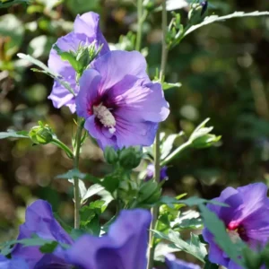 Rose of Sharon Live Plant - Althea Hibiscus in 4-Inch Pot for Colorful Garden Flowers