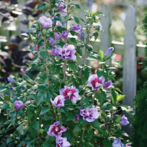 Rose of Sharon Live Plant - Althea Hibiscus in 4-Inch Pot for Colorful Garden Flowers