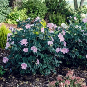 Rose of Sharon Live Plant - Althea Hibiscus in 4-Inch Pot for Colorful Garden Flowers