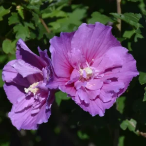 Rose of Sharon Live Plant for Planting - Hibiscus Syriacus Bush in 4-Inch Pot for Outdoor Landscaping