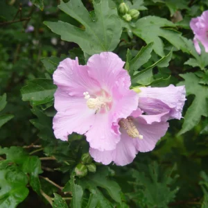 Rose of Sharon Live Plant for Planting - Hibiscus Syriacus Bush in 4-Inch Pot for Outdoor Landscaping