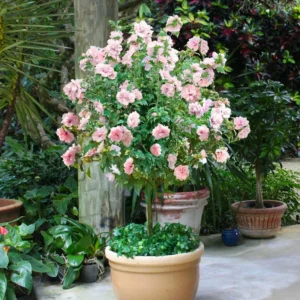 Rose of Sharon Live Plant for Planting - Hibiscus Syriacus Bush in 4-Inch Pot for Outdoor Landscaping