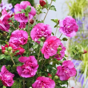 Rose of Sharon Live Plant - Althea Hibiscus in 4-Inch Pot for Colorful Garden Flowers