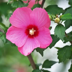 Rose of Sharon Live Plant for Planting - Hibiscus Syriacus Bush in 4-Inch Pot for Outdoor Landscaping