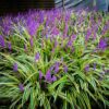 Liriope Variegated Lilyturf Grass Live Plant - 2.5 Inch Pot for Landscaping and Groundcover