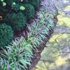 Variegated Lilyturf Grass Live Plant - Liriope Plant in 2.5-Inch Pot for Groundcover and Landscaping