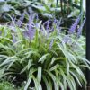 Variegated Lilyturf Grass Live Plant - Liriope Grass in 2.5 Inch Pot for Ornamental Groundcover