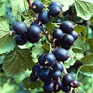 Live Gooseberry Plant - 8-12 Inch Potted, Fully Rooted in Soil - Sweet Gooseberry Bush Live for Gardens