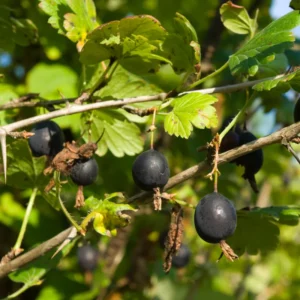 Live Gooseberry Plant - 8-12 Inch Potted, Fully Rooted in Soil - Sweet Gooseberry Bush Live for Gardens
