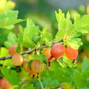 Live Gooseberry Plant - 8-12 Inch Potted, Fully Rooted in Soil - Sweet Gooseberry Bush Live for Gardens
