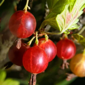Live Gooseberry Plant - 8-12 Inch Potted, Fully Rooted in Soil - Sweet Gooseberry Bush Live for Gardens