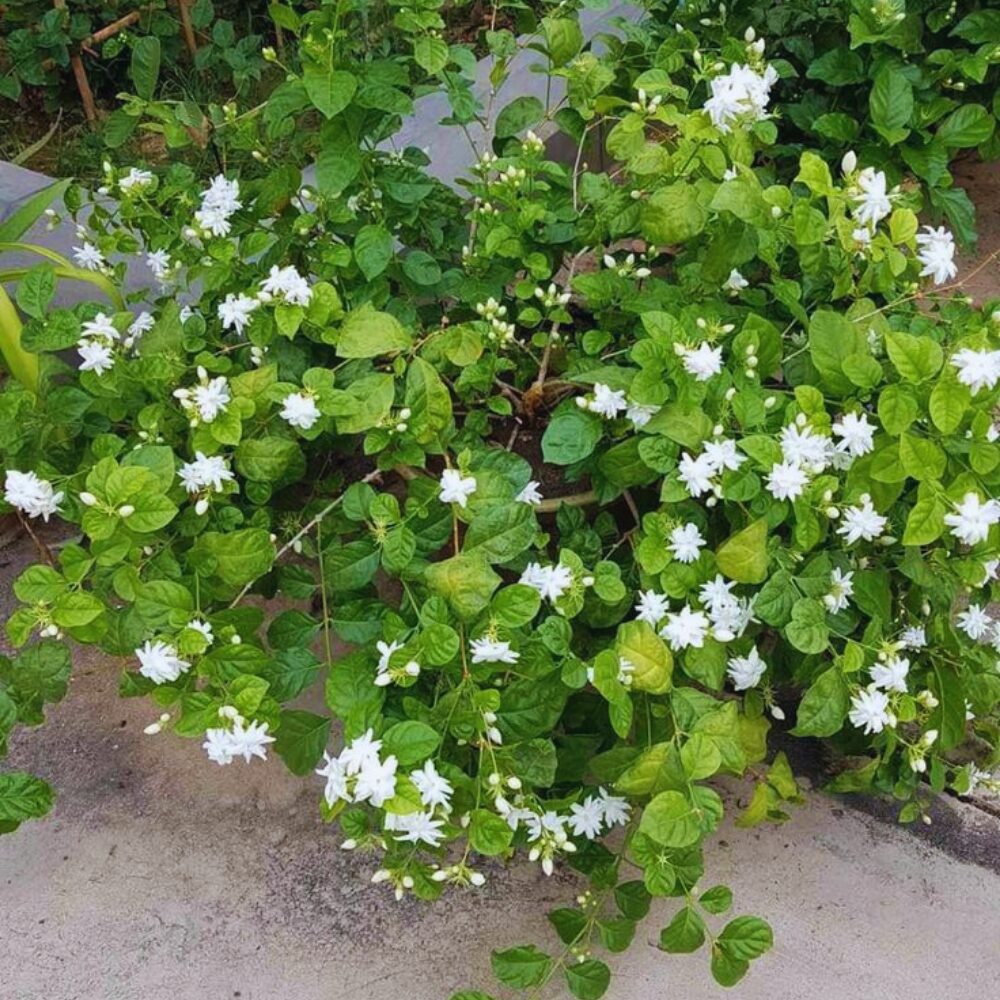 4 Maid of Orleans Sambac Jasmine Live Plants, Arabian Jasmine Plant Live, 4 to 6 Inc Tall, Tea Jasmine Fragrant Plant - Image 6