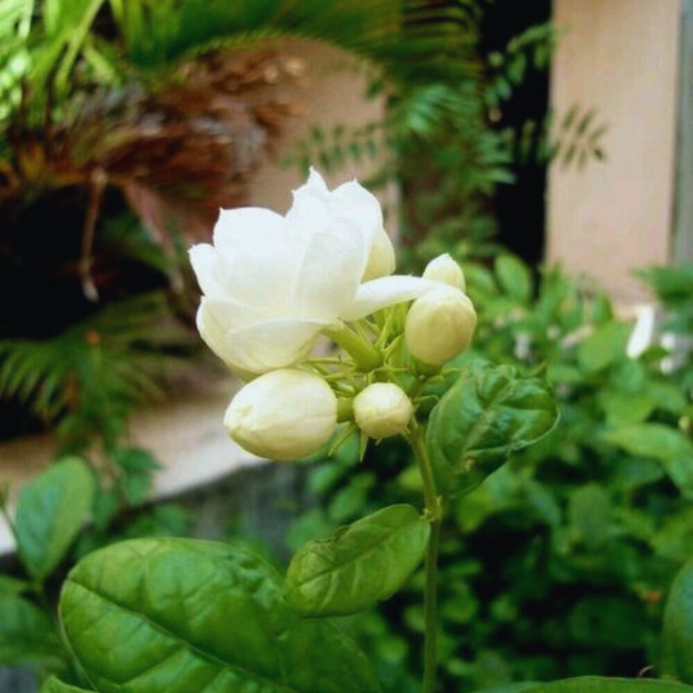 2 Blooming Jasmine Plants, Maid of Orleans Sambac Jasmine Live Plants, 4 to 6 Inc Tall, Arabian Jasmine Plant Live, Tea Jasmine Plants - Image 7
