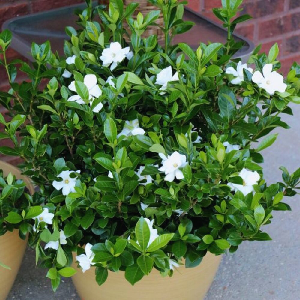 2 Blooming Jasmine Plants, Maid of Orleans Sambac Jasmine Live Plants, 4 to 6 Inc Tall, Arabian Jasmine Plant Live, Tea Jasmine Plants - Image 8