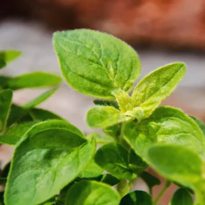 3 Mexican Oregano Plants Live, 4 to 6 Inc Tall, Live Oregano Plants for Herb Garden