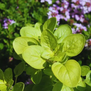 3 Mexican Oregano Plants Live, 4 to 6 Inc Tall, Live Oregano Plants for Herb Garden