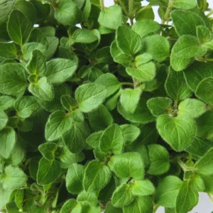 3 Mexican Oregano Plants Live, 4 to 6 Inc Tall, Live Oregano Plants for Herb Garden