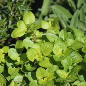 3 Mexican Oregano Plants Live, 4 to 6 Inc Tall, Live Oregano Plants for Herb Garden
