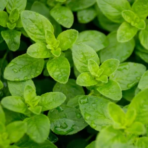 3 Mexican Oregano Plants Live, 4 to 6 Inc Tall, Live Oregano Plants for Herb Garden