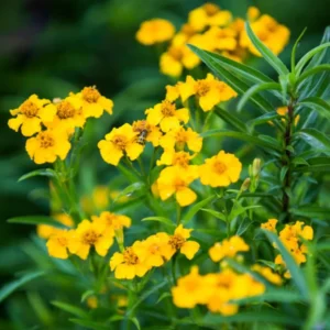 Tarragon Live Plants 4 Packs - Culinary Tarragon Herb in 4 Inch Pots for Home Garden - Texas Tarragon