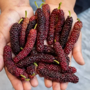 Pakistan Mulberry Tree Live Plant, In 6 Inch Pot, Size 10-14 Inch Tall, Mulberry Bush Live Plant