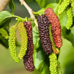 Pakistan Mulberry Tree Live Plant, In 6 Inch Pot, Size 10-14 Inch Tall, Mulberry Bush Live Plant