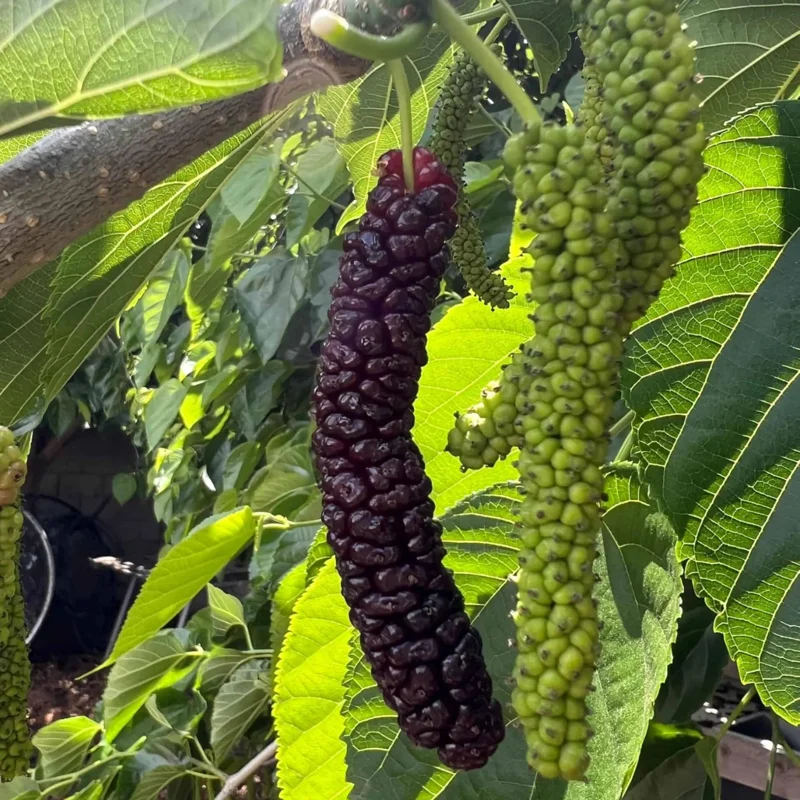 Pakistan Mulberry Tree - 10-14 Inch Tall in 6-Inch Pot - Mulberry Bush Live Plant for Outdoor Planting