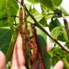 Pakistan Mulberry Tree Live Plant, In 6 Inch Pot, Size 10-14 Inch Tall, Mulberry Bush Live Plant