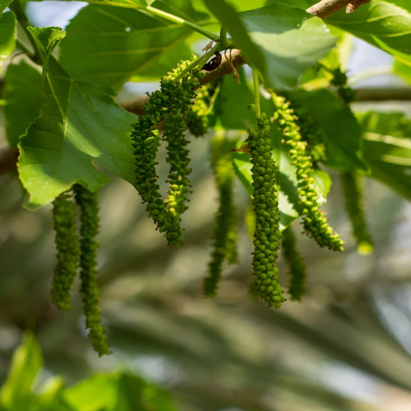 Pakistan Mulberry Tree - 10-14 Inch Tall in 6-Inch Pot - Mulberry Bush Live Plant for Outdoor Planting
