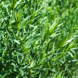 Tarragon Live Plants 4 Packs - Culinary Tarragon Herb in 4 Inch Pots for Home Garden - Texas Tarragon