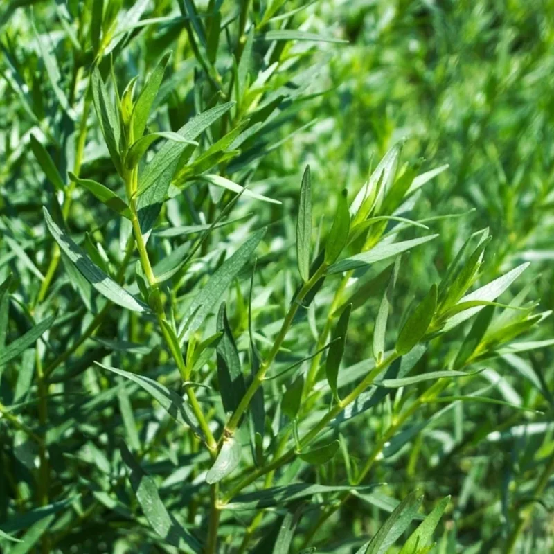 4 Packs Tarragon Live Plants - Texas Tarragon Herb for Indoor and Outdoor Garden - In 4 Inch Pot
