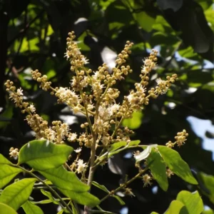 Live Longan Fruit Tree - 8-14 Inch Tall in 6-Inch Pot - Tropical Longan Plant for Home Gardens